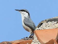 Western Rock Nuthatch