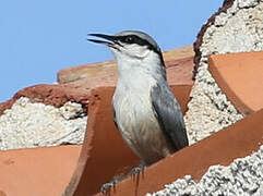 Western Rock Nuthatch