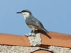 Western Rock Nuthatch