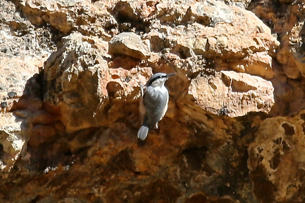 Eastern Rock Nuthatch