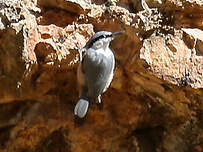 Sittelle des rochers