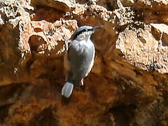 Eastern Rock Nuthatch