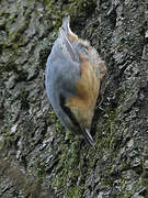 Eurasian Nuthatch