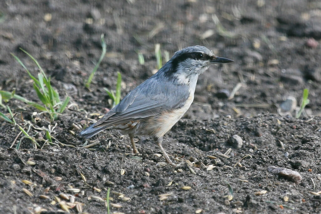 Eurasian Nuthatch