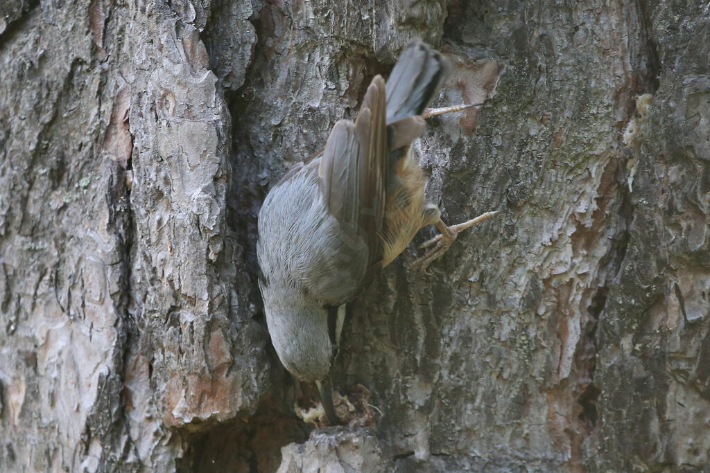 Eurasian Nuthatch