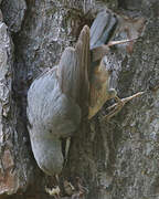 Eurasian Nuthatch