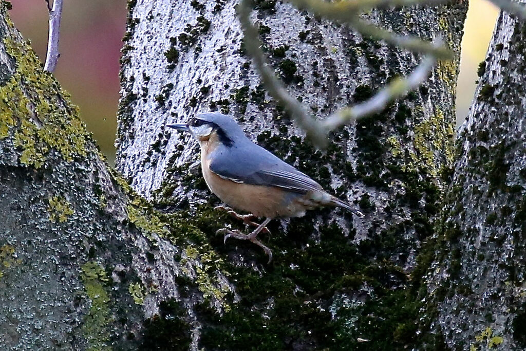 Eurasian Nuthatch