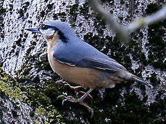 Eurasian Nuthatch