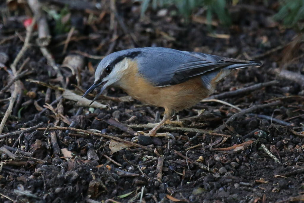 Eurasian Nuthatch