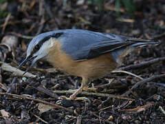 Eurasian Nuthatch