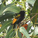 Souimanga à ailes dorées