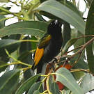 Souimanga à ailes dorées