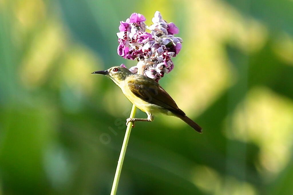 Brown-throated Sunbird