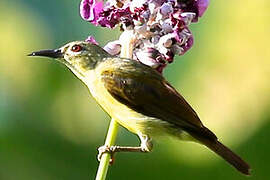 Brown-throated Sunbird