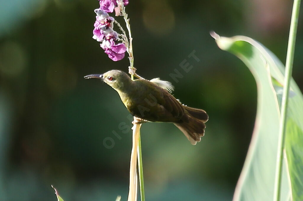 Brown-throated Sunbird