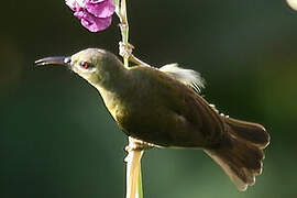 Brown-throated Sunbird