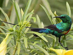 Beautiful Sunbird