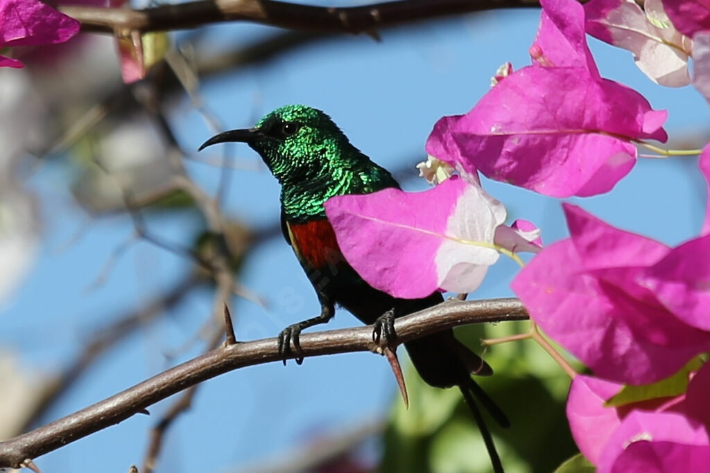 Beautiful Sunbird