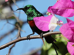 Beautiful Sunbird