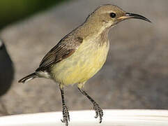 Beautiful Sunbird