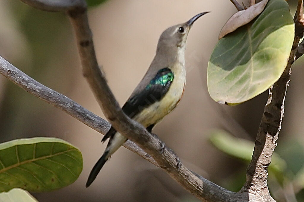 Beautiful Sunbird