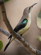 Beautiful Sunbird