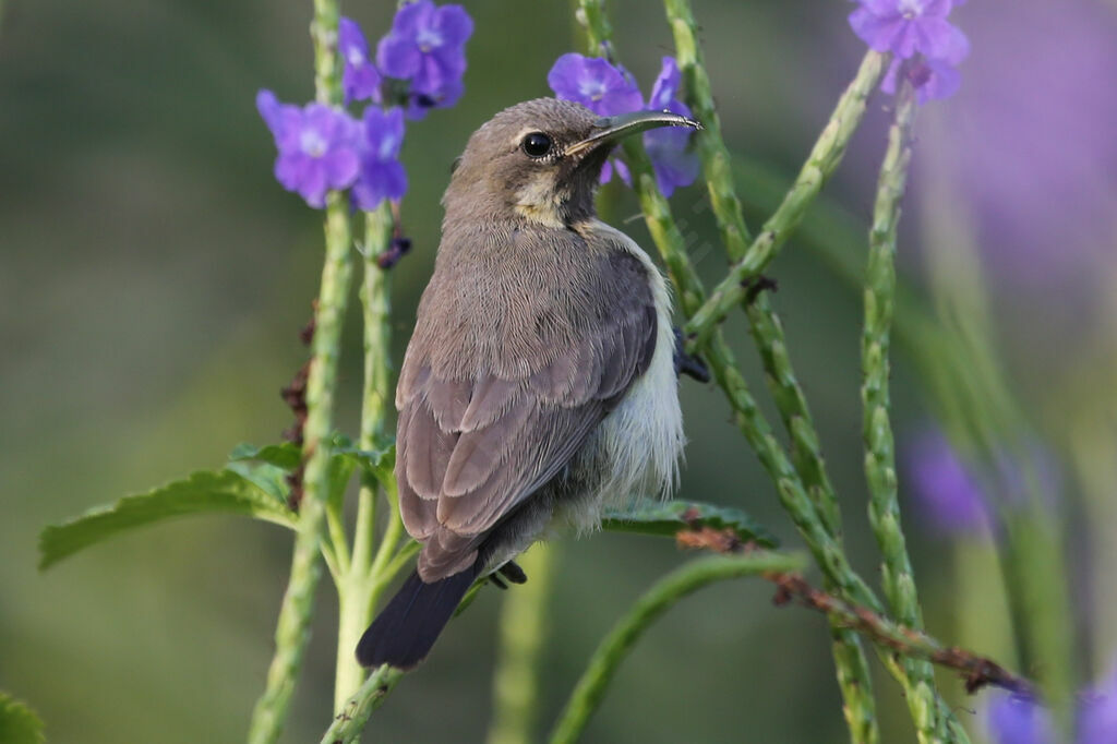 Beautiful Sunbird