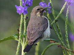 Beautiful Sunbird