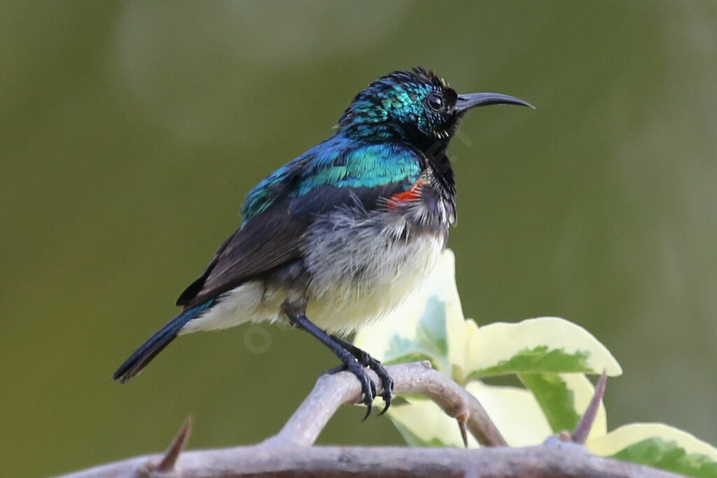 Variable Sunbird