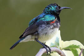 Variable Sunbird