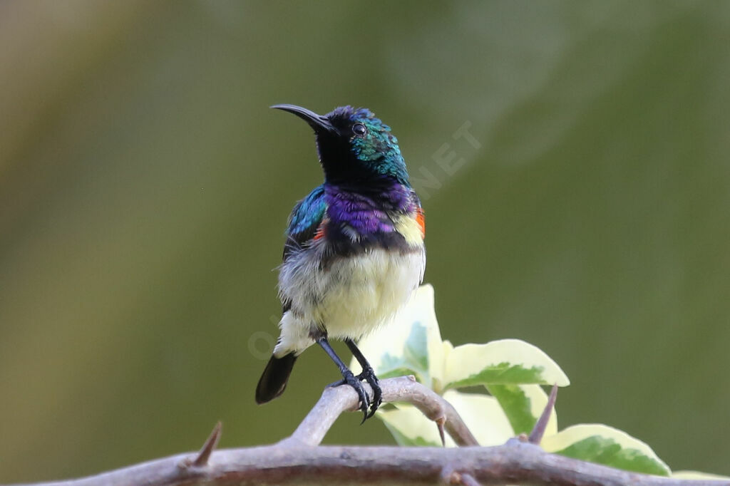 Variable Sunbird