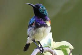 Variable Sunbird