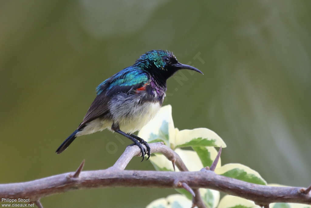 Variable Sunbird male adult breeding, identification