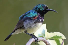 Variable Sunbird