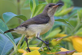 Variable Sunbird