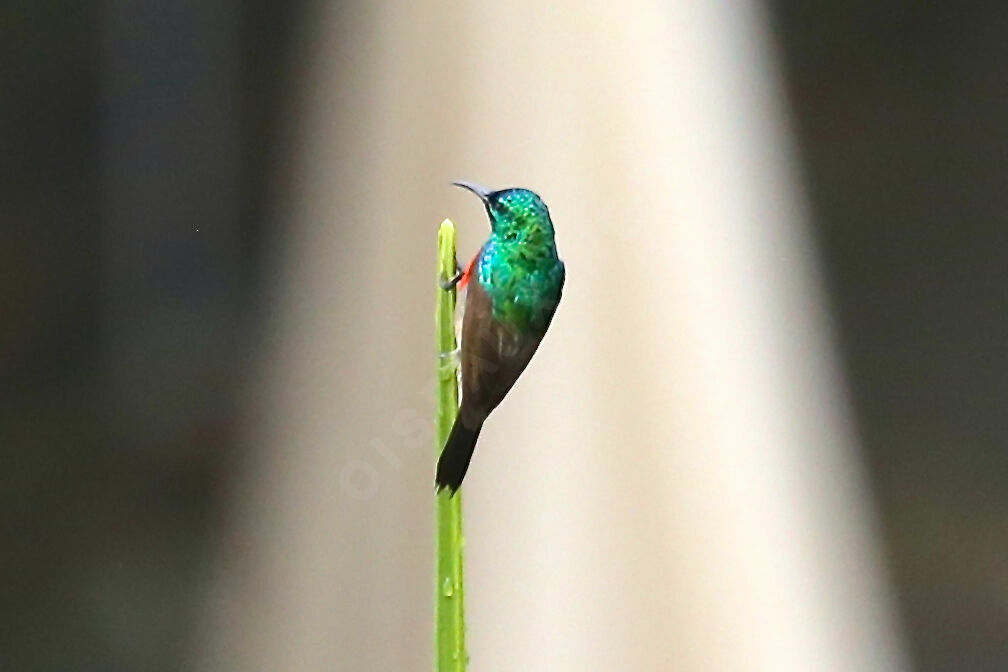 Olive-bellied Sunbird