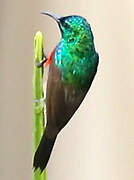 Olive-bellied Sunbird