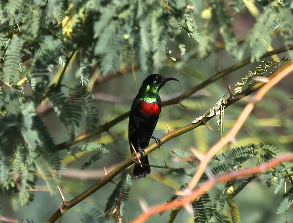 Abyssinian Sunbird