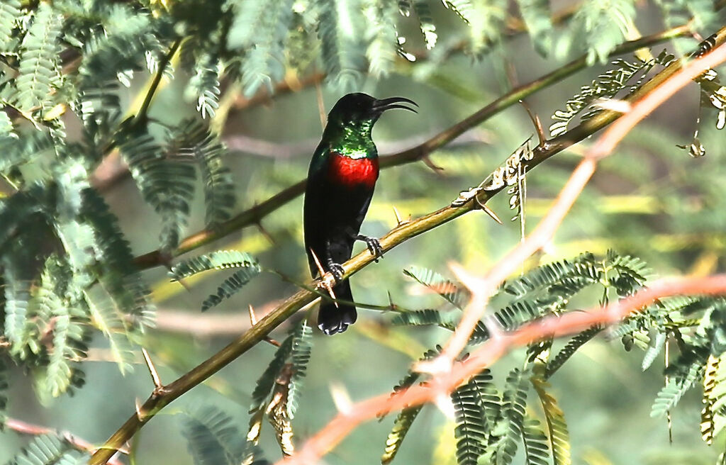 Abyssinian Sunbird