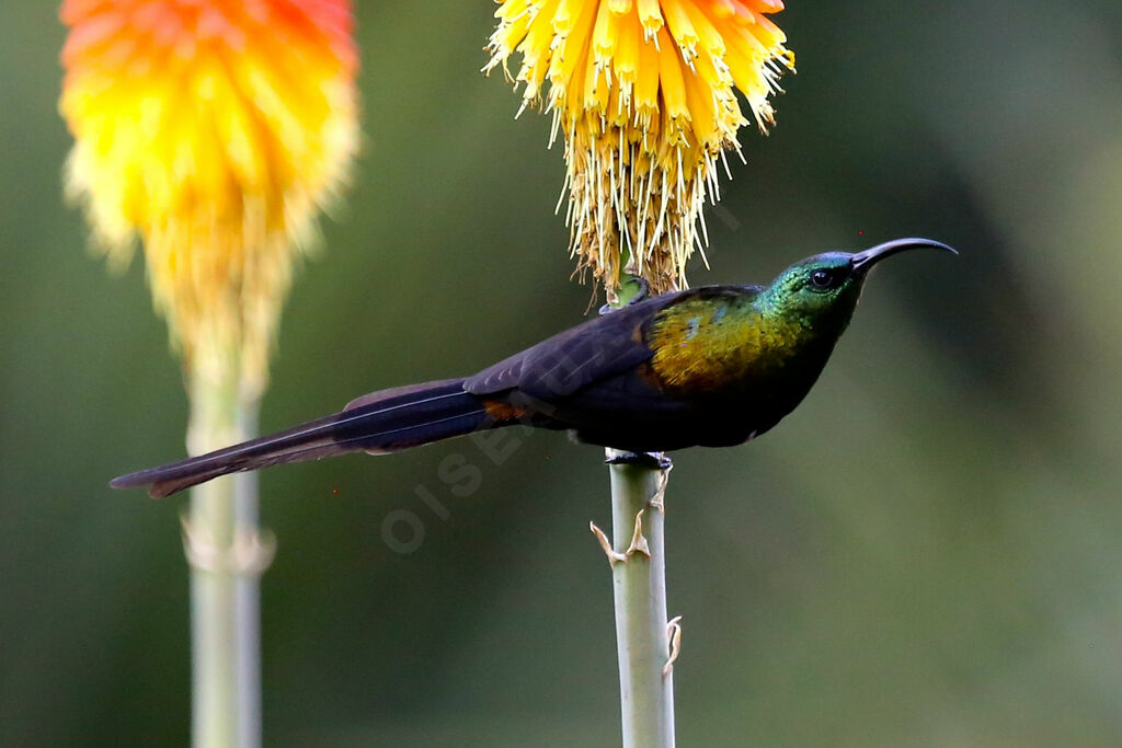 Bronze Sunbird