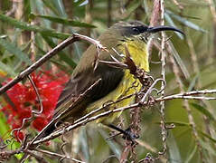 Bronze Sunbird