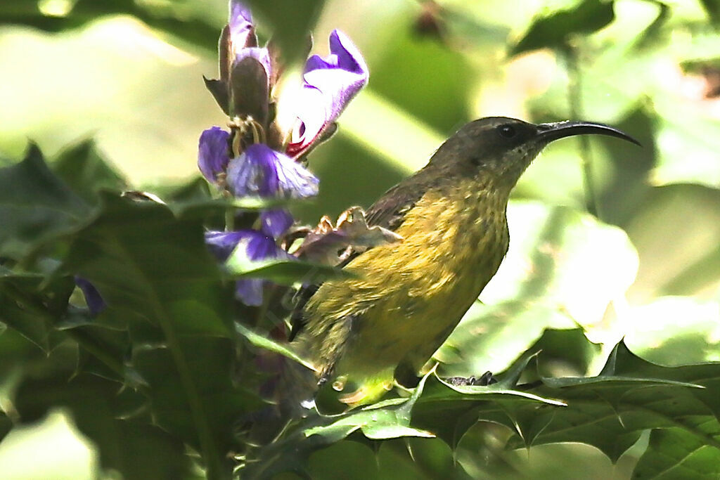 Bronze Sunbird