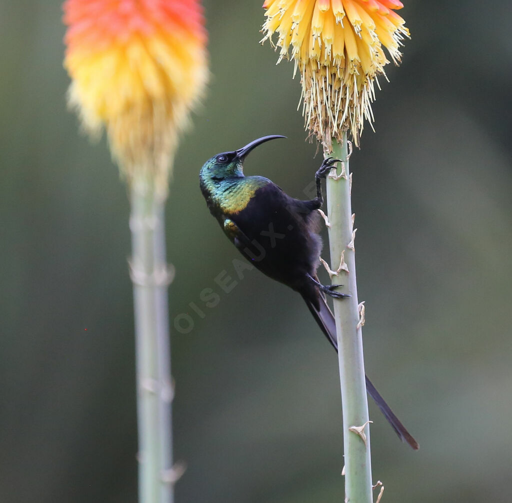 Bronze Sunbird