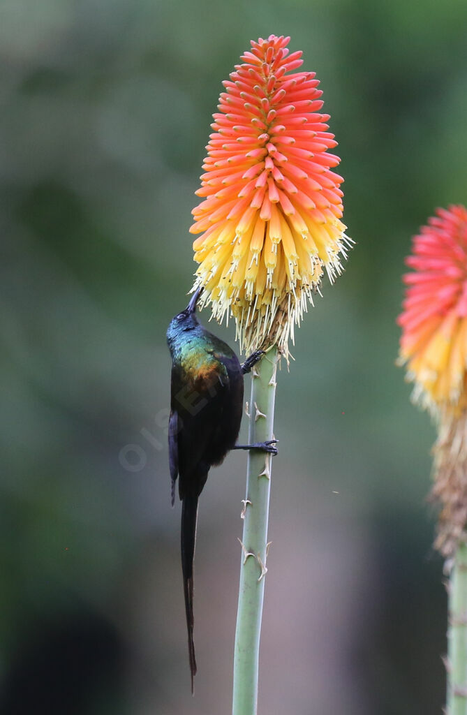 Bronze Sunbird