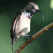 Seychelles Sunbird