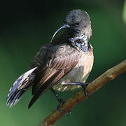 Seychelles Sunbird