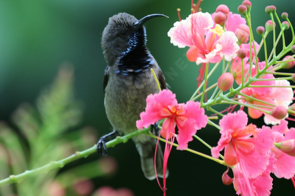 Seychelles Sunbird