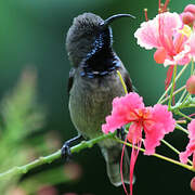 Seychelles Sunbird