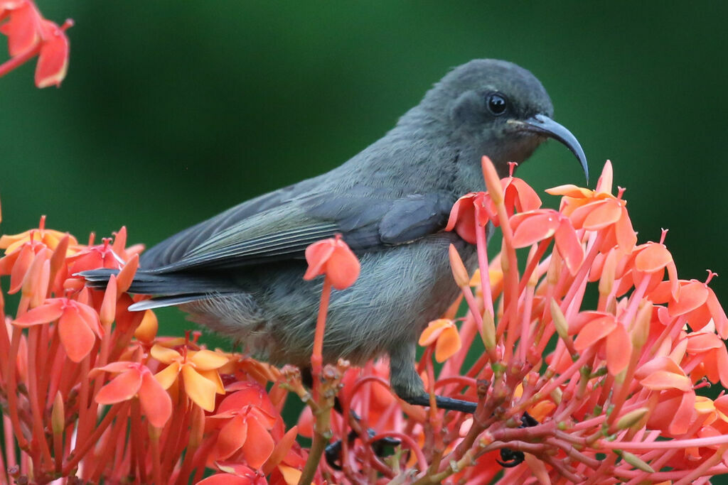 Seychelles Sunbird