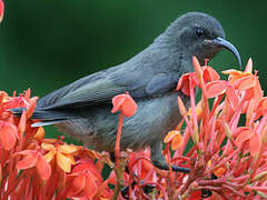 Seychelles Sunbird